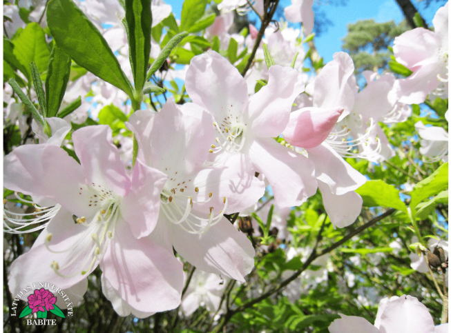 Rhododendron schlippenbachii